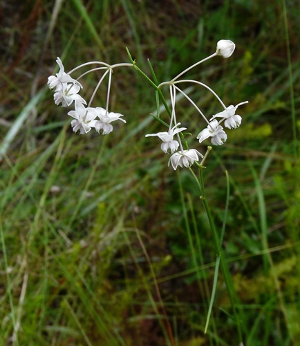 {Asclepias cinerea}
